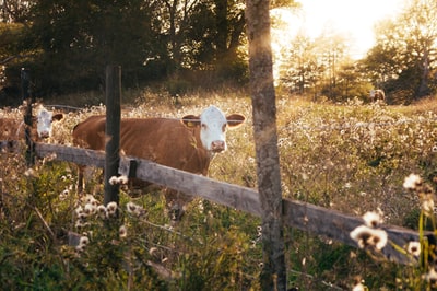 三分法摄影的棕色的奶牛
